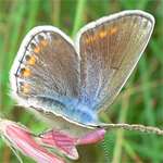 Kleiner Esparsetten-Bluling, Flgeloberseite Weibchen