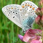 Kleiner Esparsetten-Bluling, Flgelunterseite Mnnchen