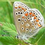 Kleiner Esparsetten-Bluling, Flgelunterseite Weibchen