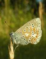 Kleiner Esparsetten-Bluling
