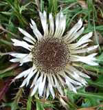 Silberdistel