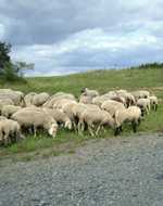 Schafherde auf der Hochebene