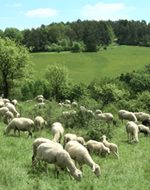Wanderschafherde am Hang