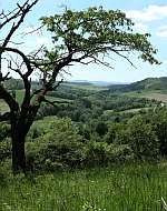 Weinberge bei Untersteinach